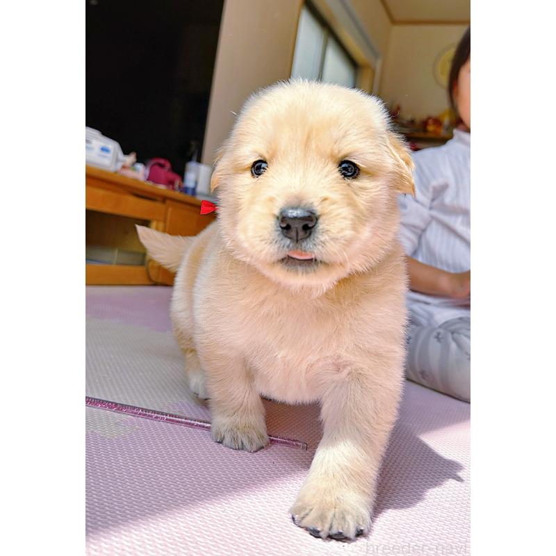 販売中の岐阜県のゴールデンレトリーバー-454587の14枚目