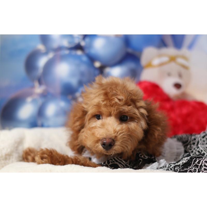 販売中の大阪府のタイニープードル-445267の4枚目