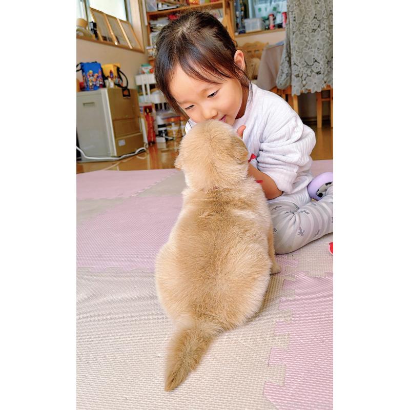 販売中の岐阜県のゴールデンレトリーバー-454587の13枚目