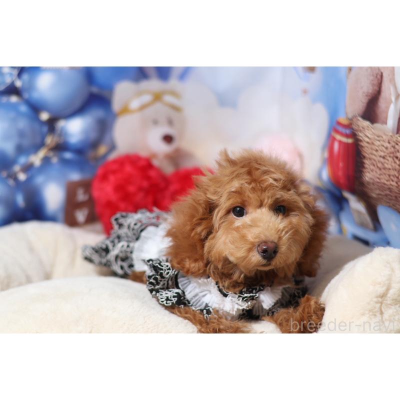 販売中の大阪府のタイニープードル-445267の3枚目