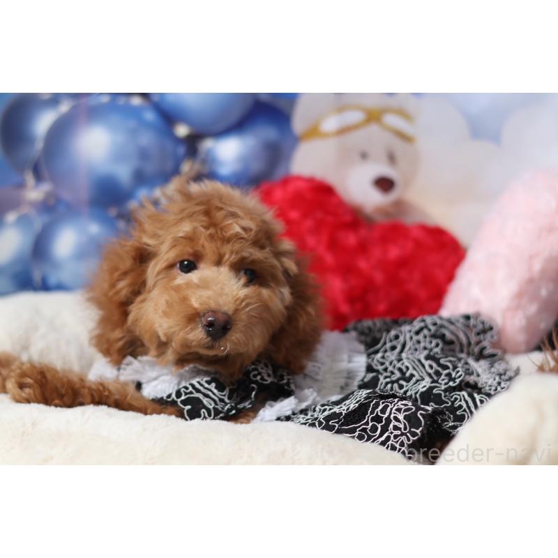 販売中の大阪府のタイニープードル-445267の2枚目