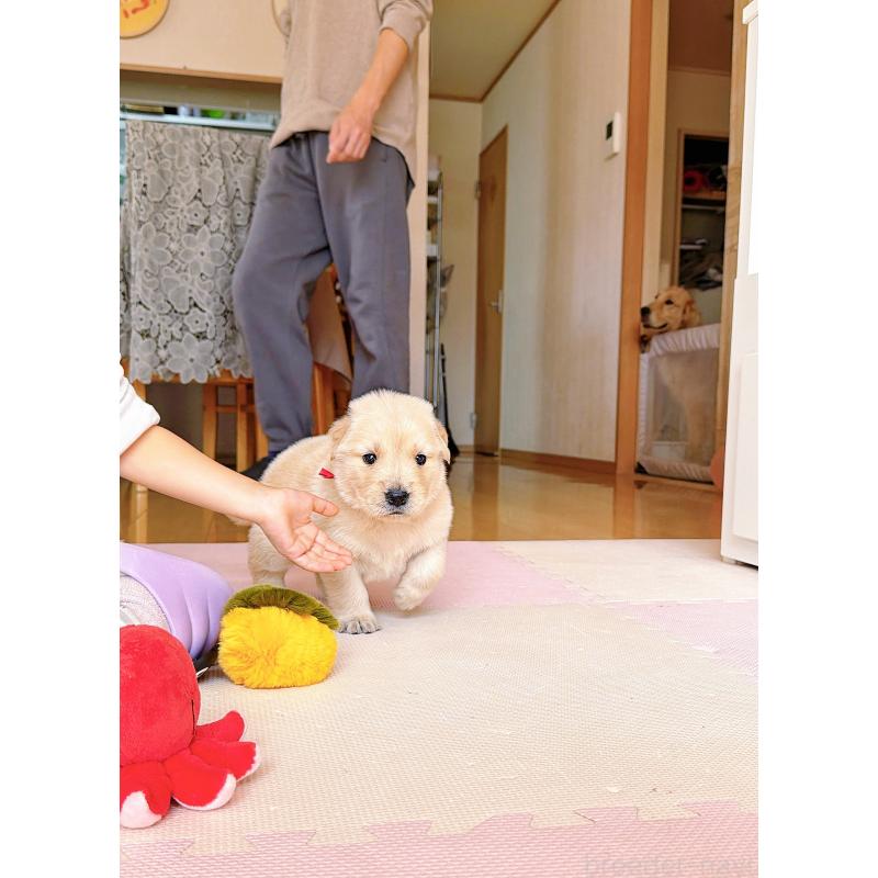 販売中の岐阜県のゴールデンレトリーバー-454587の12枚目