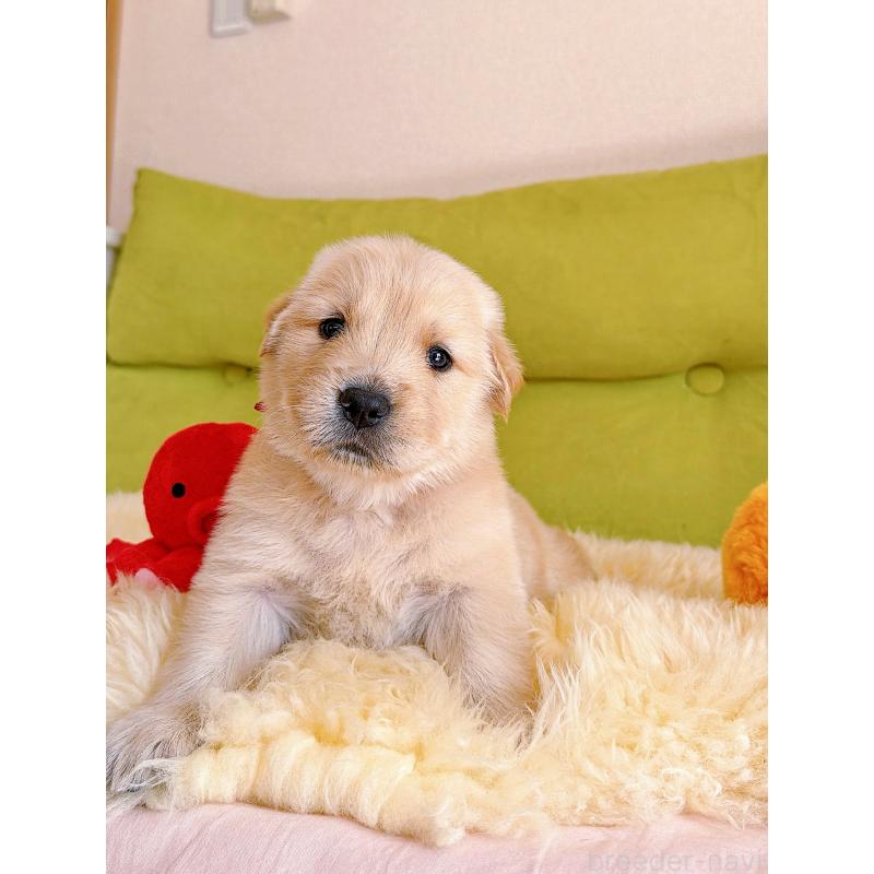 販売中の岐阜県のゴールデンレトリーバー-454587の11枚目