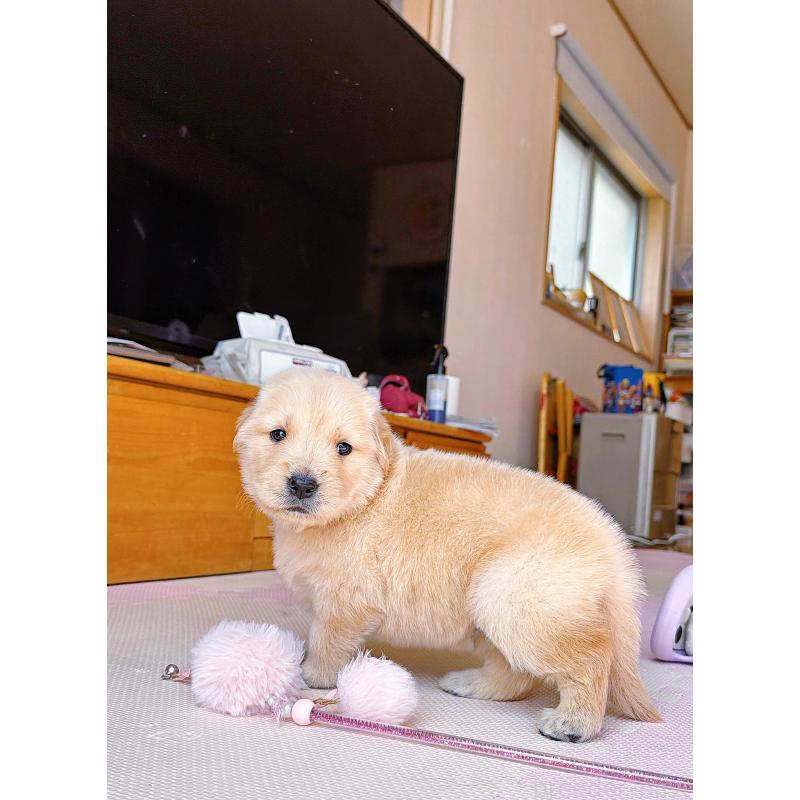 販売中の岐阜県のゴールデンレトリーバー-454587の10枚目