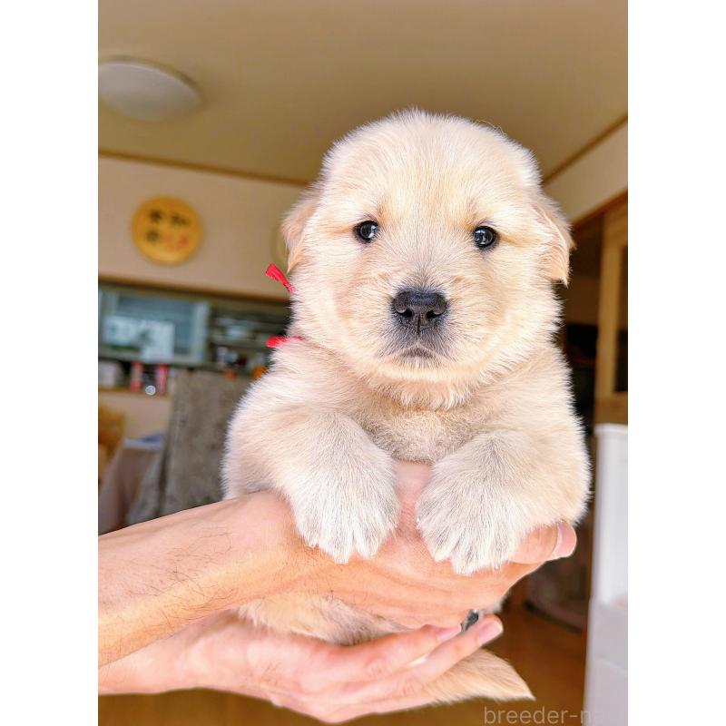 販売中の岐阜県のゴールデンレトリーバー-454587の9枚目