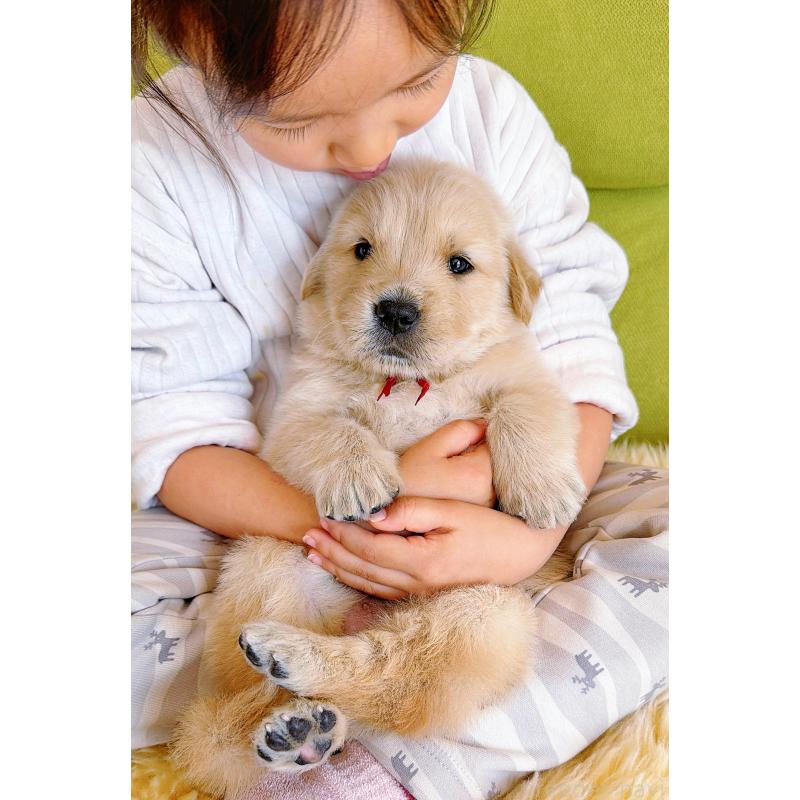 販売中の岐阜県のゴールデンレトリーバー-454587の8枚目