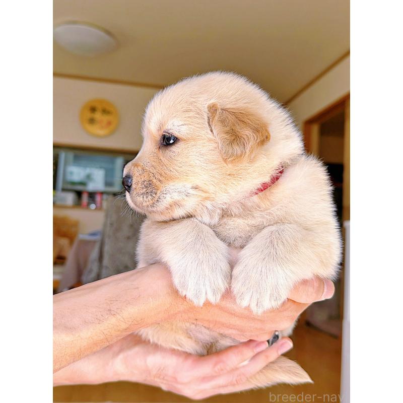 販売中の岐阜県のゴールデンレトリーバー-454587の7枚目