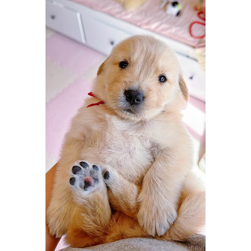 販売中の岐阜県のゴールデンレトリーバー-454587の5枚目