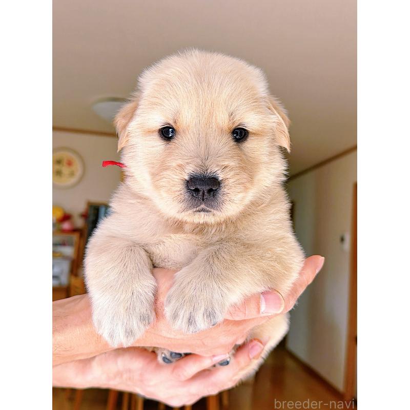 販売中の岐阜県のゴールデンレトリーバー-454587の4枚目