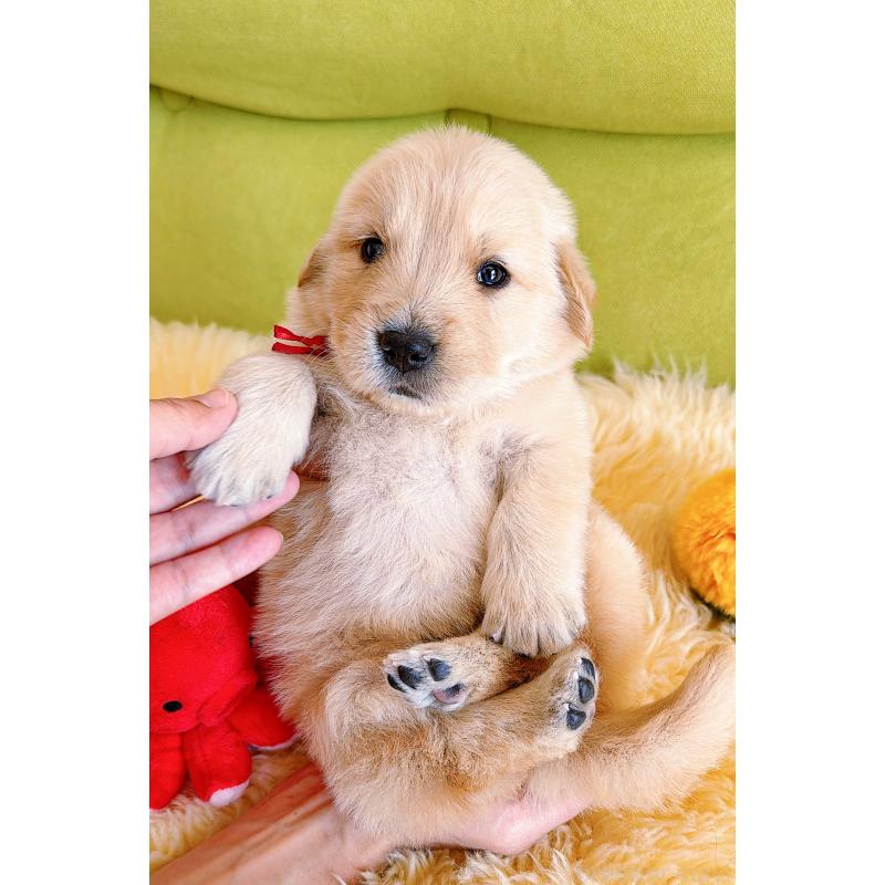 販売中の岐阜県のゴールデンレトリーバー-454587の3枚目