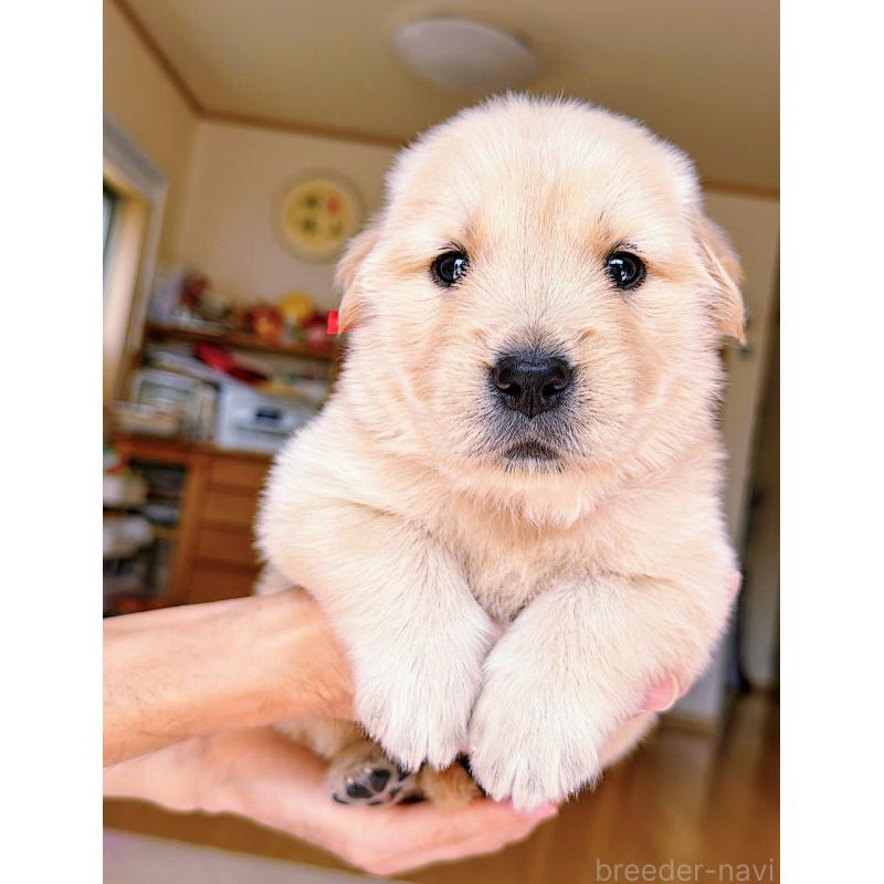 販売中の岐阜県のゴールデンレトリーバー-454587の2枚目