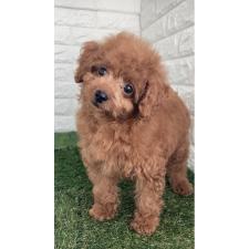 ♀︎タイニープードル