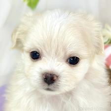 ♀︎チワマル:チワワ×マルチーズ