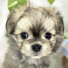 オンライン見学