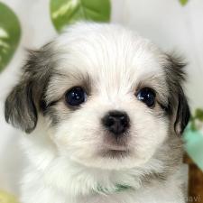 ♀︎チワマル:チワワ×マルチーズ