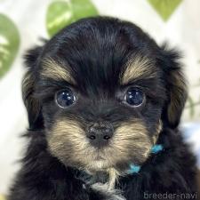 ♀︎チワプー:チワワ×トイプードル