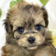 ♀︎チワプー:チワワ×トイプードル