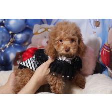 ♀︎タイニープードル