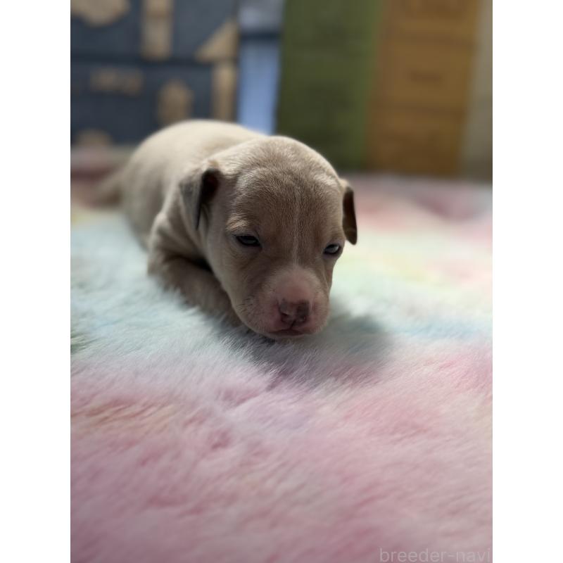 販売中の宮崎県のイタリアングレーハウンド(イタグレ)-454660の7枚目