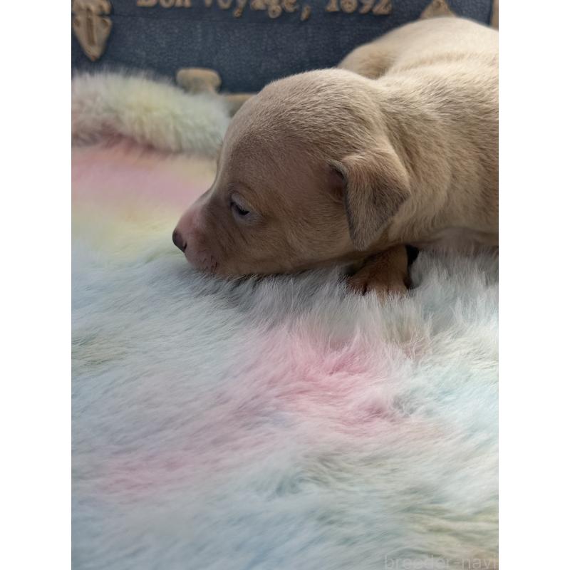 販売中の宮崎県のイタリアングレーハウンド(イタグレ)-454660の5枚目