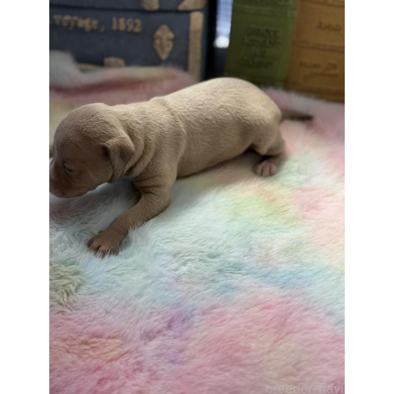 販売中の宮崎県のイタリアングレーハウンド(イタグレ)-454660の4枚目