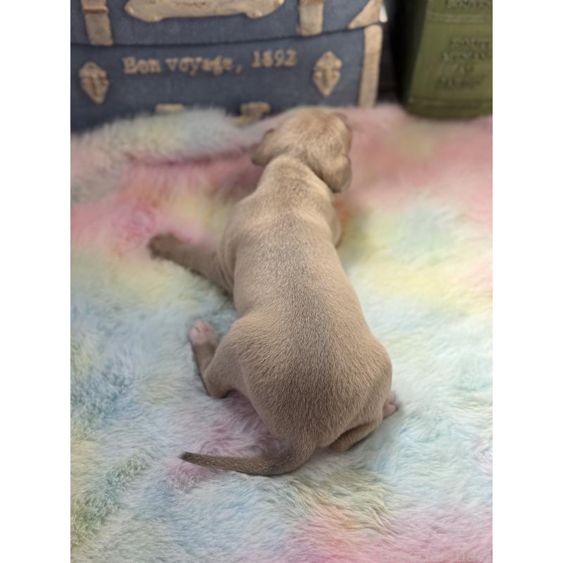 販売中の宮崎県のイタリアングレーハウンド(イタグレ)-454660の2枚目