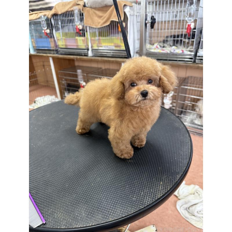 販売中の栃木県のティーカッププードル-444786の9枚目