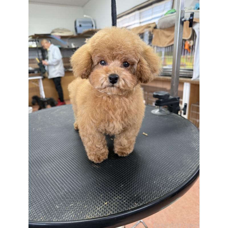 販売中の栃木県のティーカッププードル-444786の7枚目