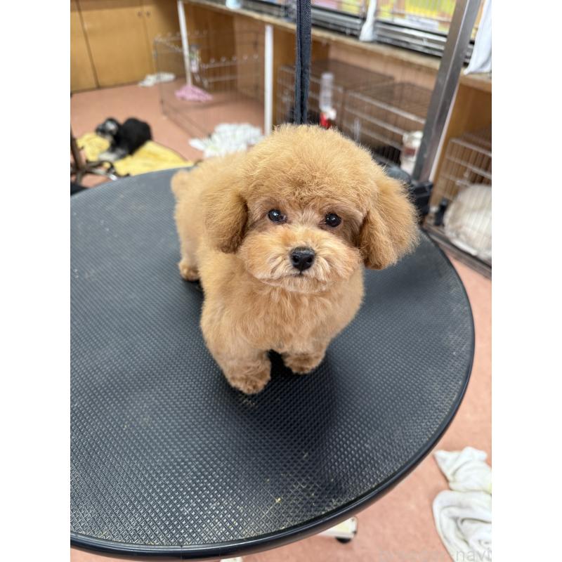 販売中の栃木県のティーカッププードル-444786の6枚目