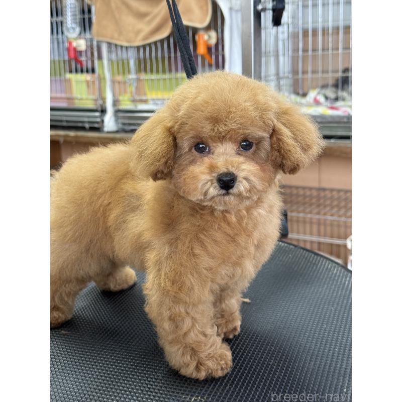 販売中の栃木県のティーカッププードル-444786の5枚目