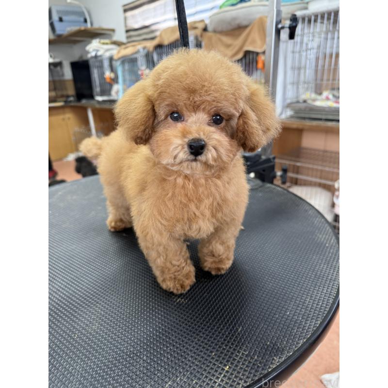 販売中の栃木県のティーカッププードル-444786の4枚目