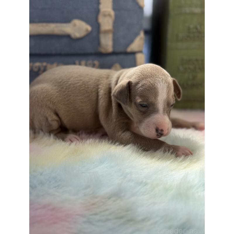 販売中の宮崎県のイタリアングレーハウンド(イタグレ)-454661の8枚目