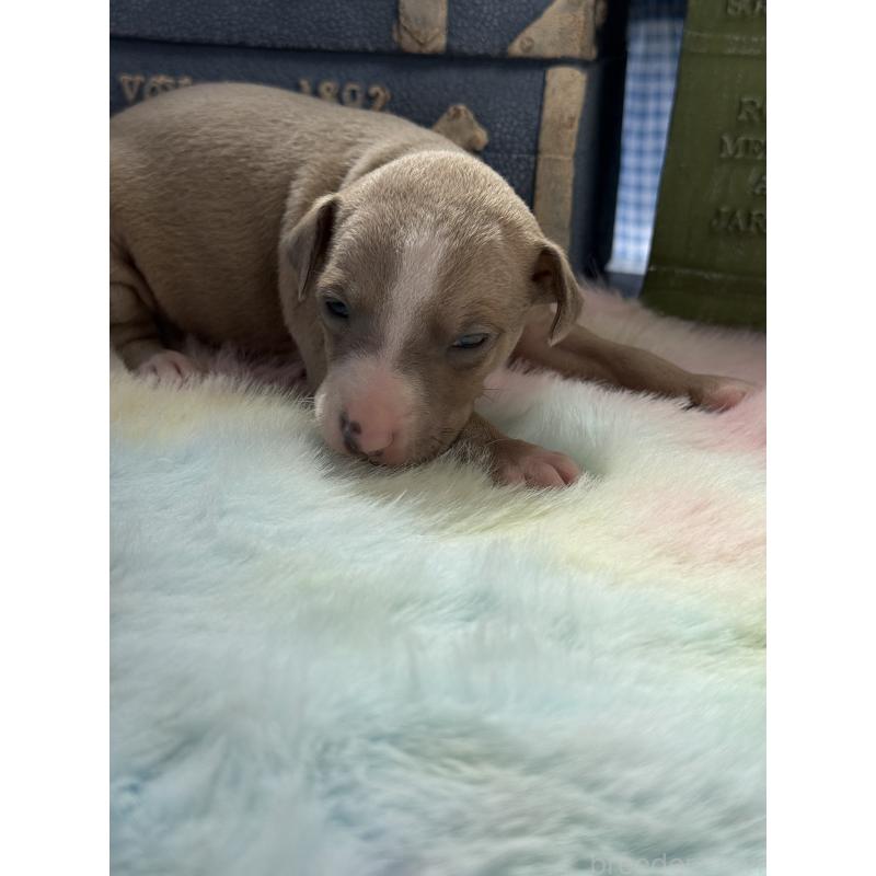 販売中の宮崎県のイタリアングレーハウンド(イタグレ)-454661の7枚目