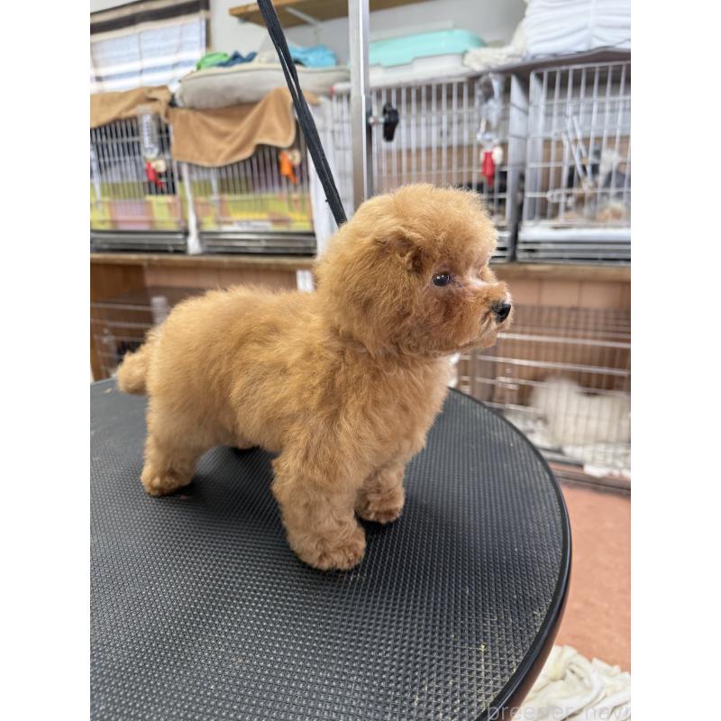 販売中の栃木県のティーカッププードル-444786の3枚目