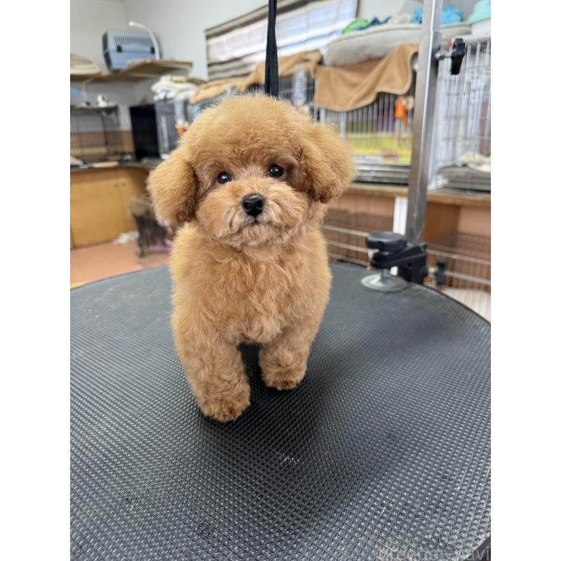 販売中の栃木県のティーカッププードル-444786の2枚目