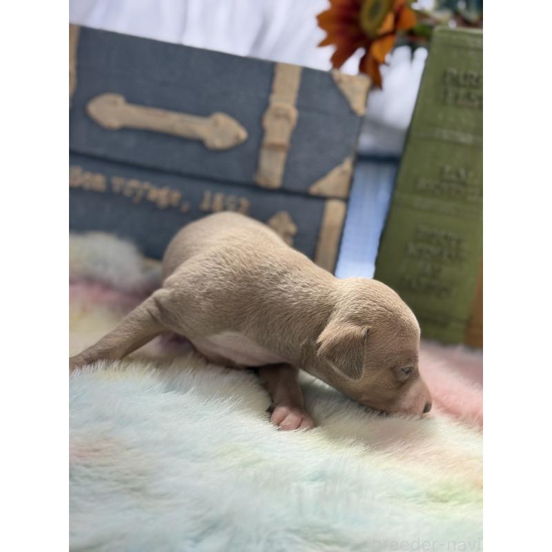 販売中の宮崎県のイタリアングレーハウンド(イタグレ)-454661の5枚目