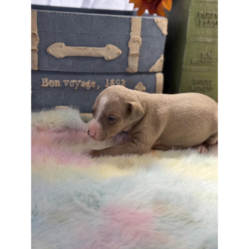 販売中の宮崎県のイタリアングレーハウンド(イタグレ)-454661の4枚目