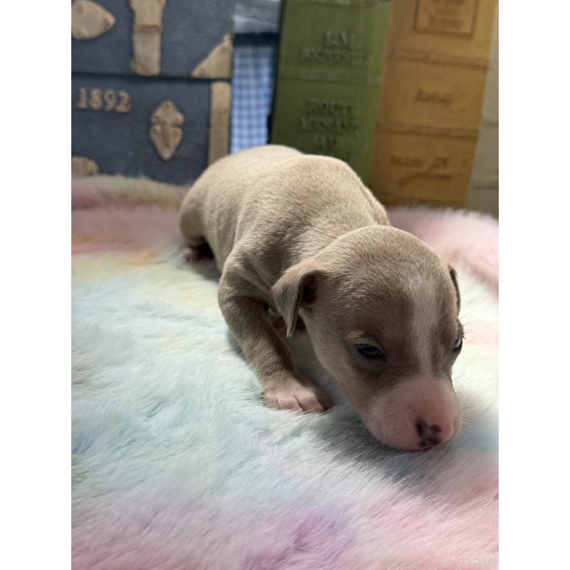 販売中の宮崎県のイタリアングレーハウンド(イタグレ)-454661の3枚目