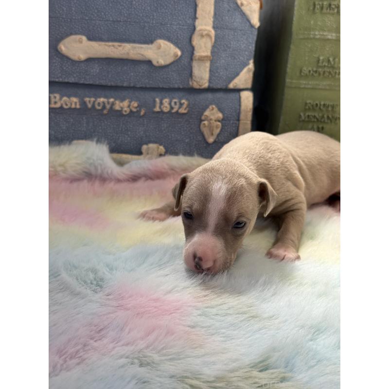 販売中の宮崎県のイタリアングレーハウンド(イタグレ)-454661の2枚目