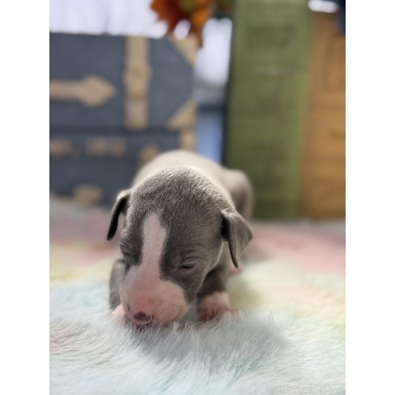 販売中の宮崎県のイタリアングレーハウンド(イタグレ)-454662の6枚目