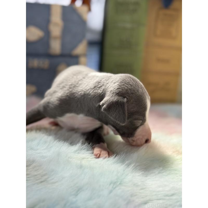 販売中の宮崎県のイタリアングレーハウンド(イタグレ)-454662の5枚目