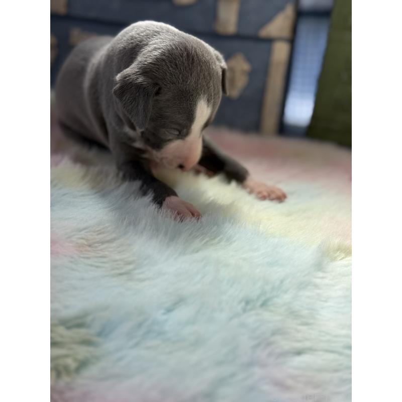 販売中の宮崎県のイタリアングレーハウンド(イタグレ)-454662の4枚目