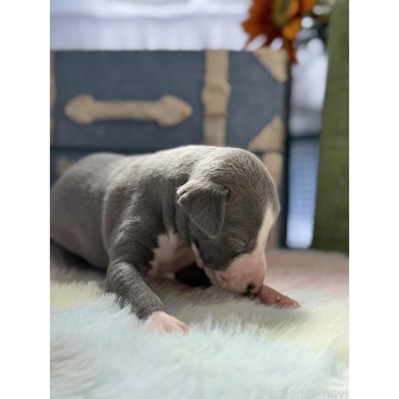 販売中の宮崎県のイタリアングレーハウンド(イタグレ)-454662の3枚目