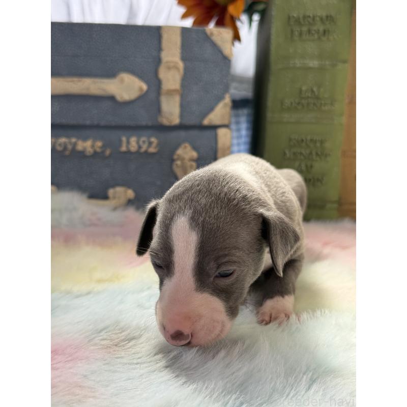 販売中の宮崎県のイタリアングレーハウンド(イタグレ)-454662の2枚目