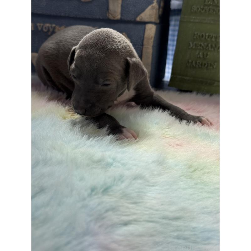 販売中の宮崎県のイタリアングレーハウンド(イタグレ)-454663の8枚目