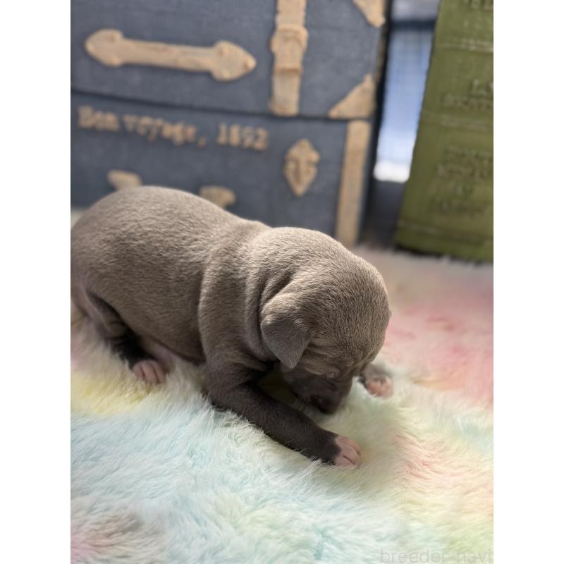 販売中の宮崎県のイタリアングレーハウンド(イタグレ)-454663の7枚目