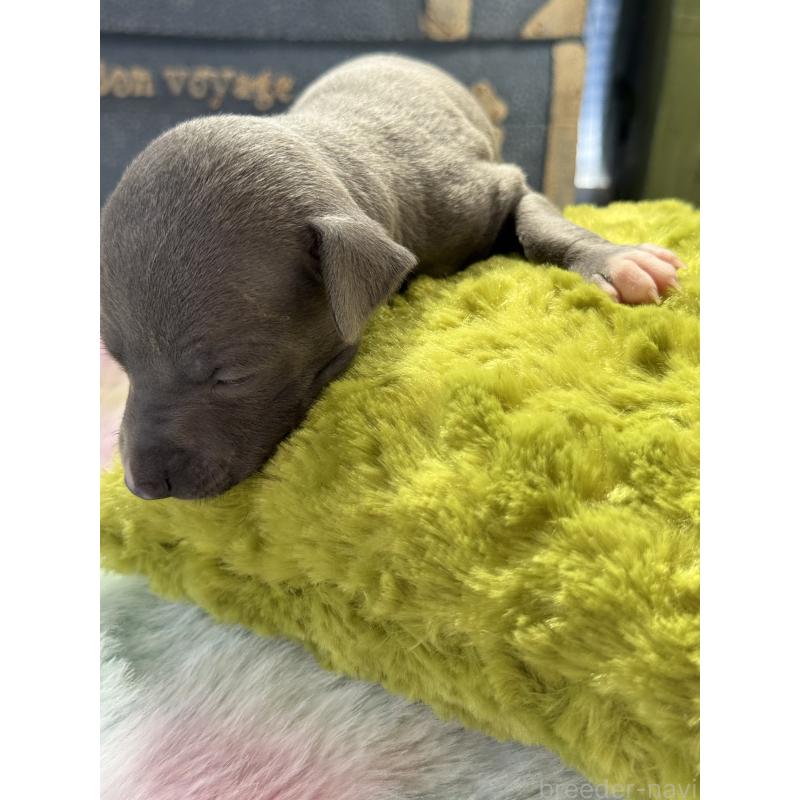 販売中の宮崎県のイタリアングレーハウンド(イタグレ)-454663の6枚目