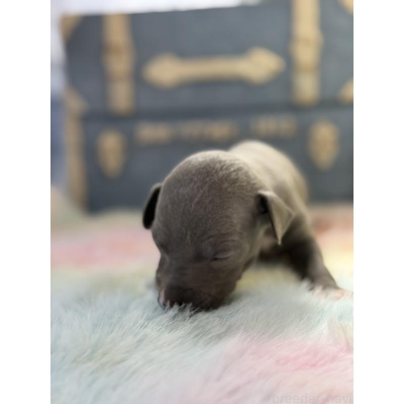 販売中の宮崎県のイタリアングレーハウンド(イタグレ)-454663の4枚目