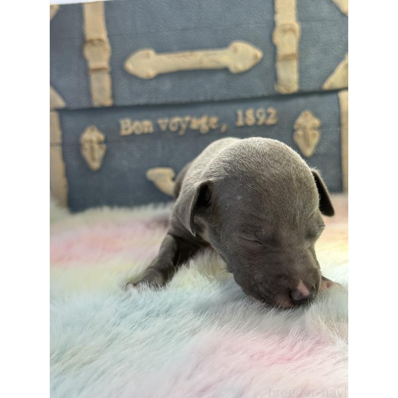 販売中の宮崎県のイタリアングレーハウンド(イタグレ)-454663の3枚目