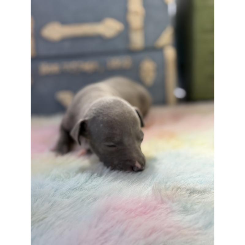 販売中の宮崎県のイタリアングレーハウンド(イタグレ)-454664の3枚目